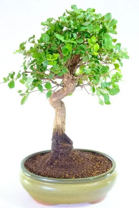 Majestic 20-Year-Old Cork Bark Oak Bonsai in Large Olive Glazed Pot