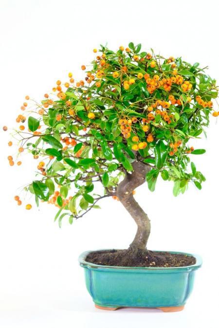 Hardy Flowering Pyracantha Bonsai | White Flowers & Orange Berries
