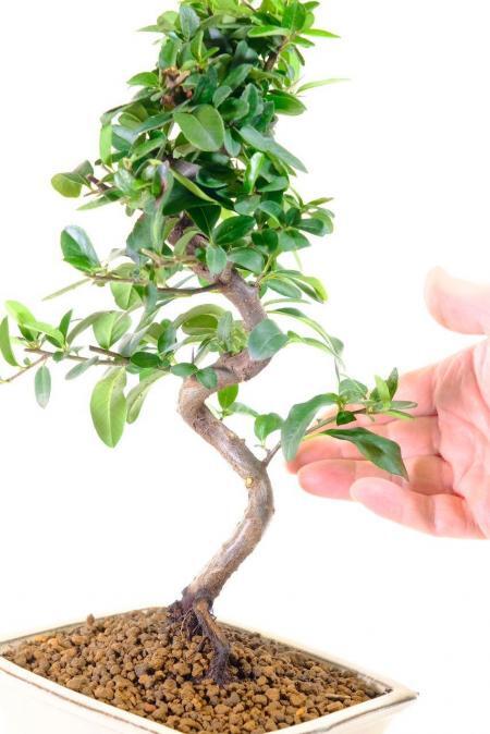 Twisty pyracantha bonsai UK