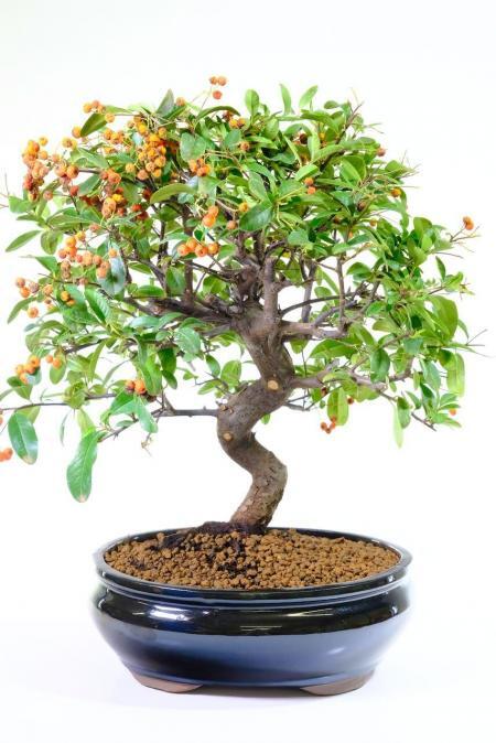 Magnificent Flowering Pyracantha with Orange Berries