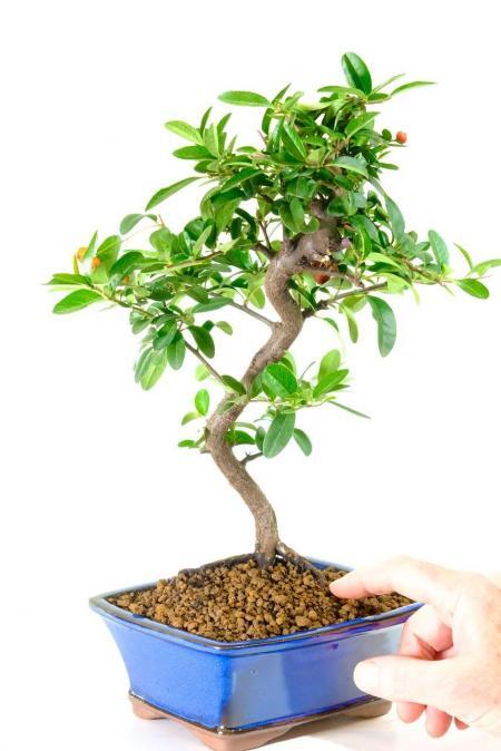 Pyracantha bonsai for sale in striking blue pot