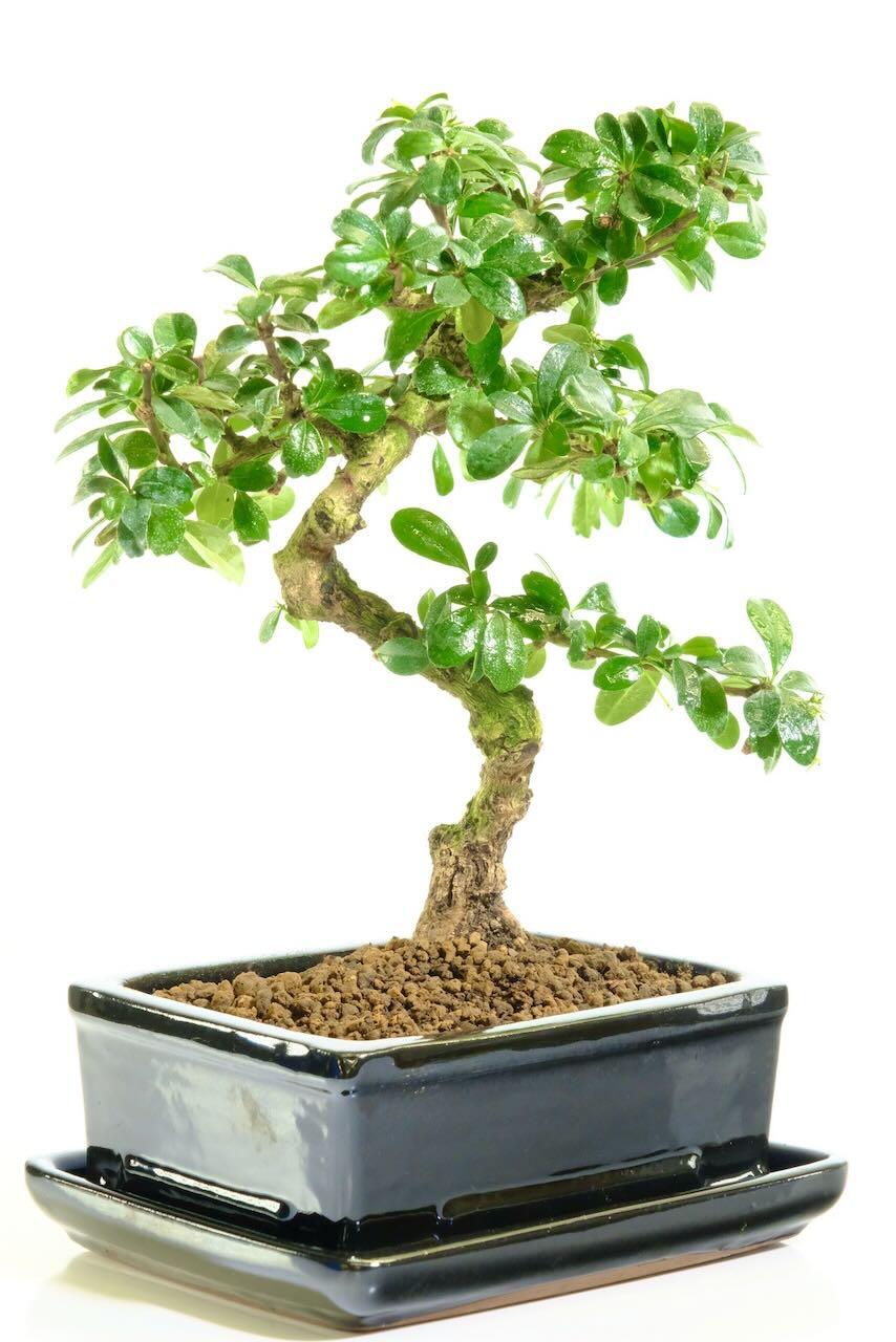 Excellent trunk shaping with great branch placement