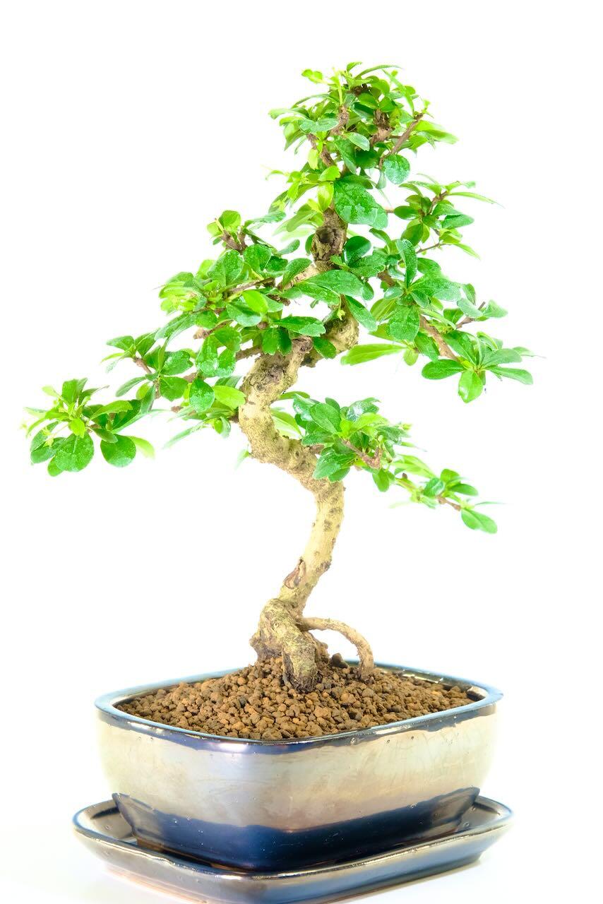 Lovely twisting trunk on this indoor bonsai tree for beginners