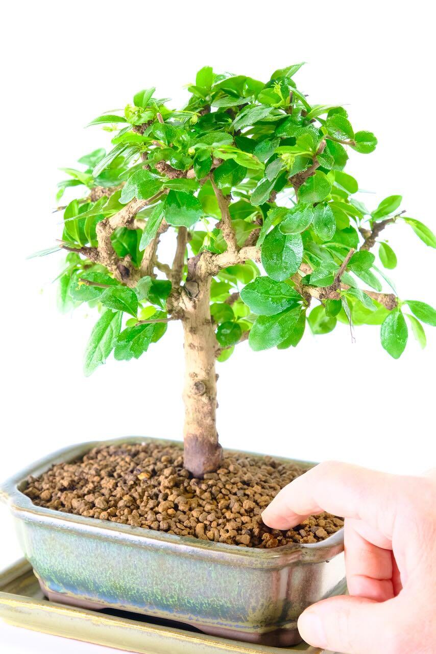 Broom Style Fukien Tea Tree Bonsai – Apple Green Pot