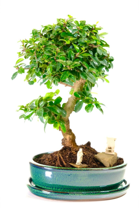 Flowering Contemporary Indoor Bonsai Garden | Little Cutie