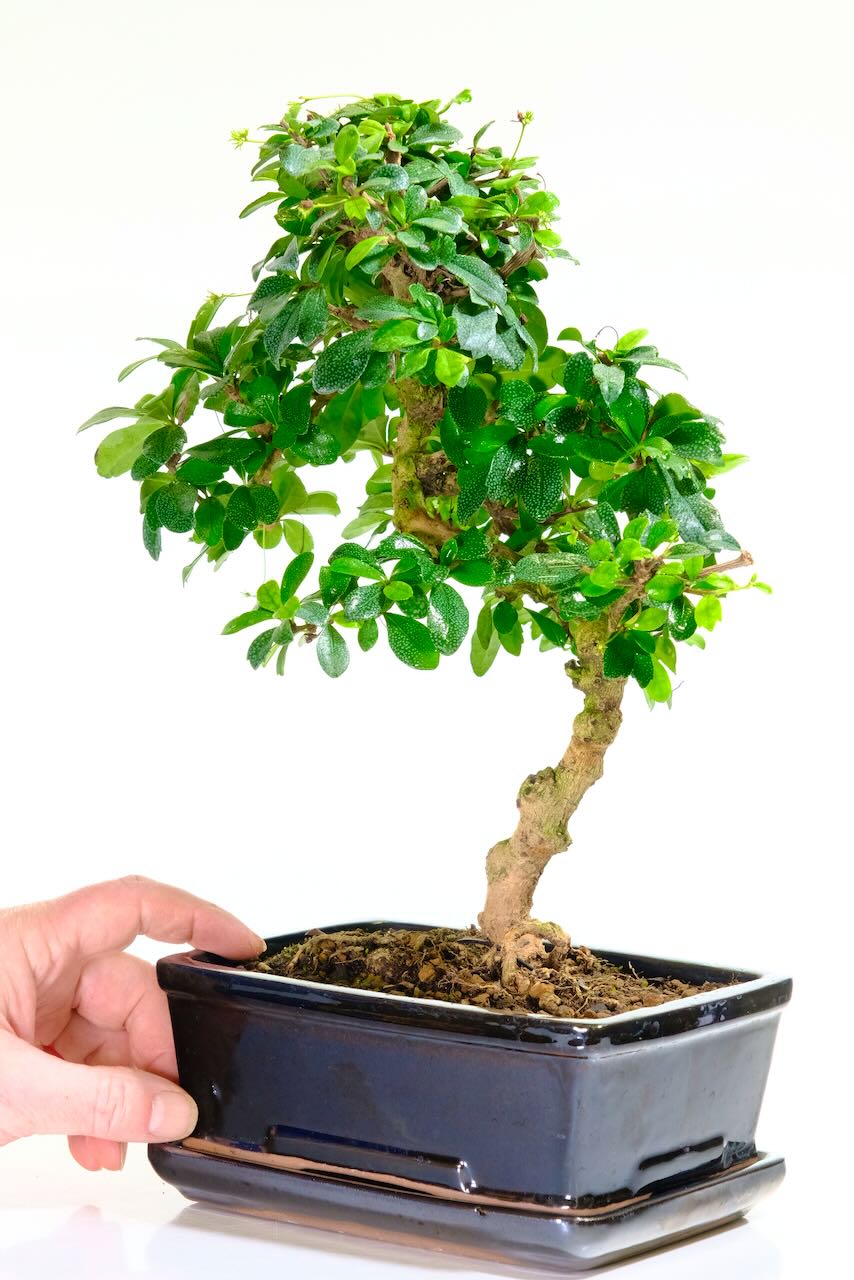 Flowering carmona bonsai tree in black sleek pot