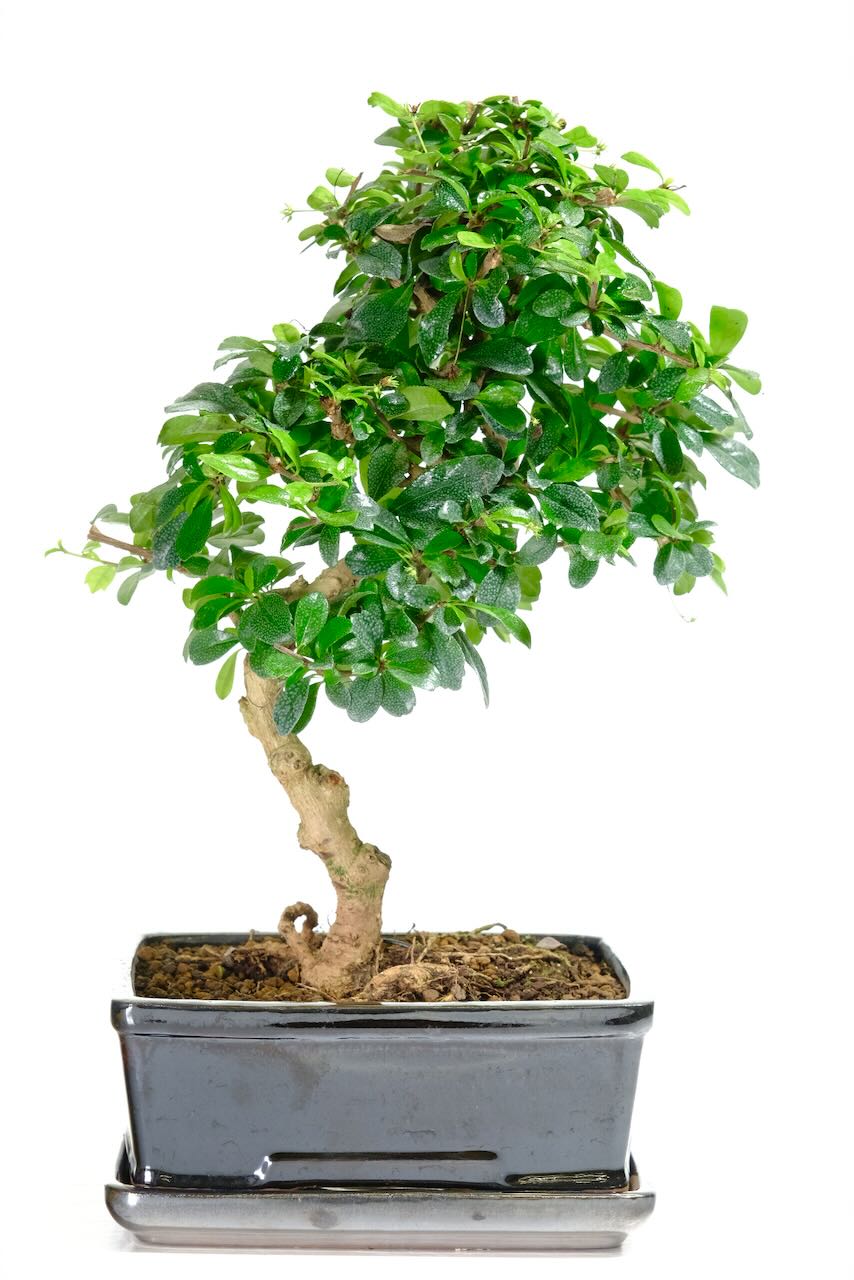 Mature Indoor Bonsai Tree | 15-Year-Old Fukien Tea with White Flowers