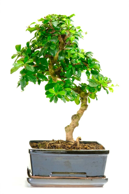 Stunning Carmona Microphylla Indoor Bonsai: Mature, Flowering, and Easy-to-Care