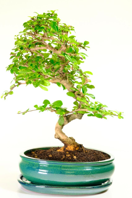 Sweeping styling flowering indoor bonsai for beginners - exact bonsai