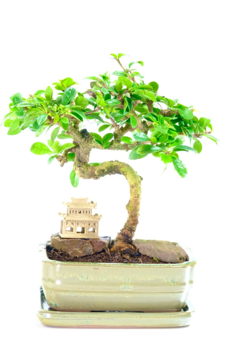 Premium Quality Flowering Fukien Tea Bonsai with Graceful Curves and Ornate Temple