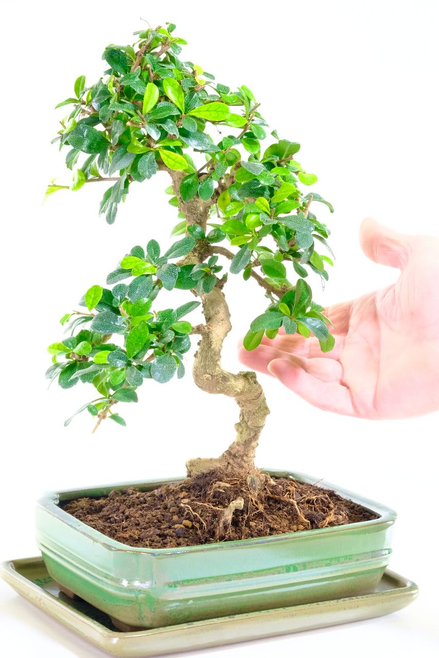 Fukien Tea Tree Bonsai with Flourishing Canopy & Beautiful, Neat Styling