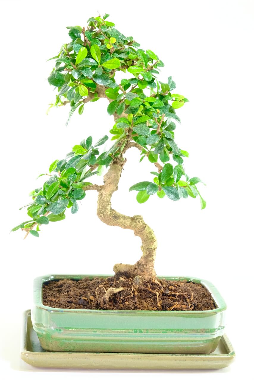 Beautifully styled fine tea bonsai tree for sale in apple green pot