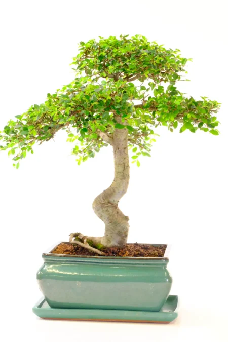 Large & Impressive Chinese Elm Bonsai with Serpentine Twist & Fresh Lime-Green Foliage