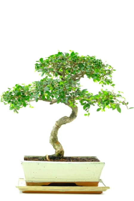 Cork Bark Indoor Chinese Elm Bonsai with Twisty Trunk and Flaky Bark