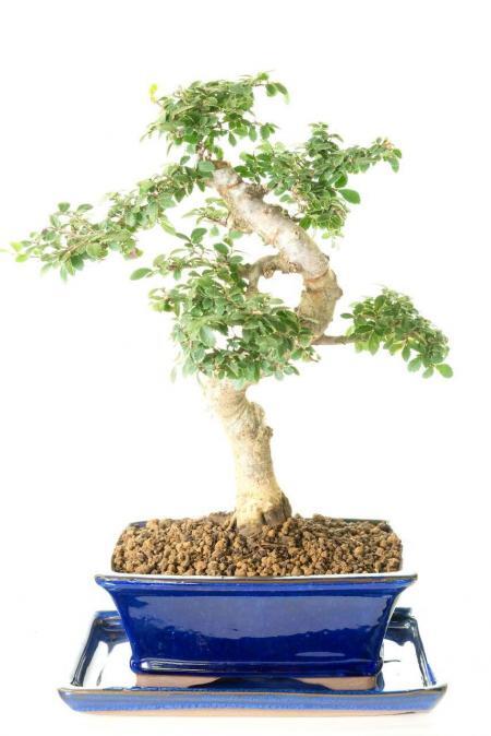 Excellent Chinese Elm bonsai tree