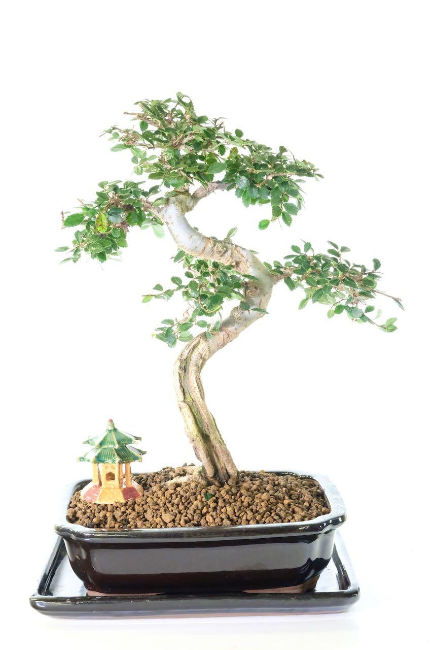 Can be grown both indoors and outdoors