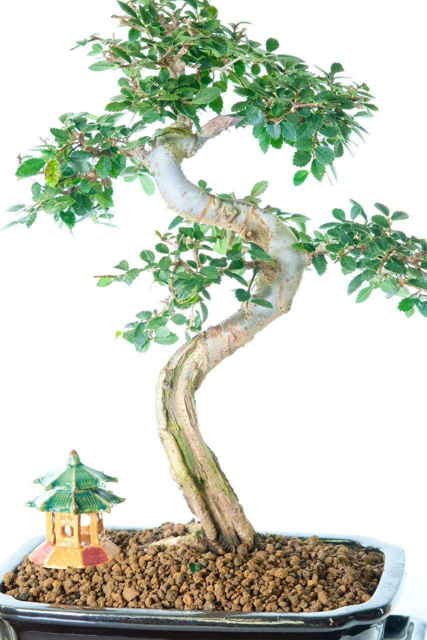 Incredible shari along front of bonsai