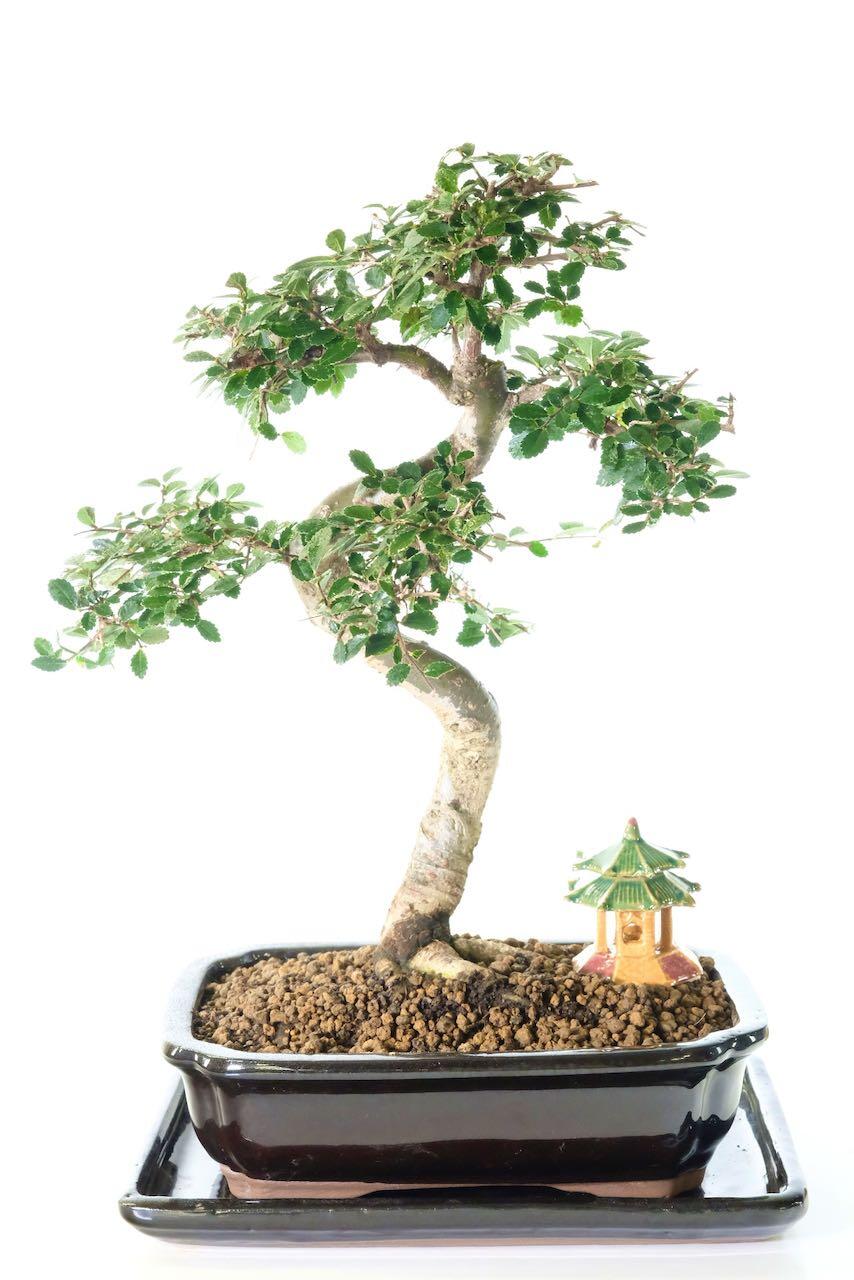 Pretty Chinese Elm bonsai tree