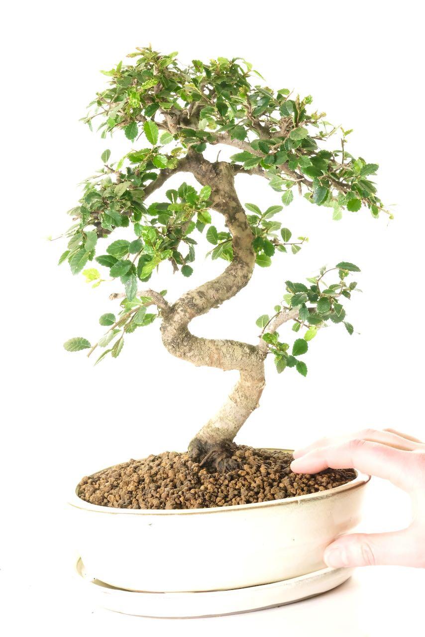 Free fast bonsai tree delivery to London, Cardiff & Edinburgh