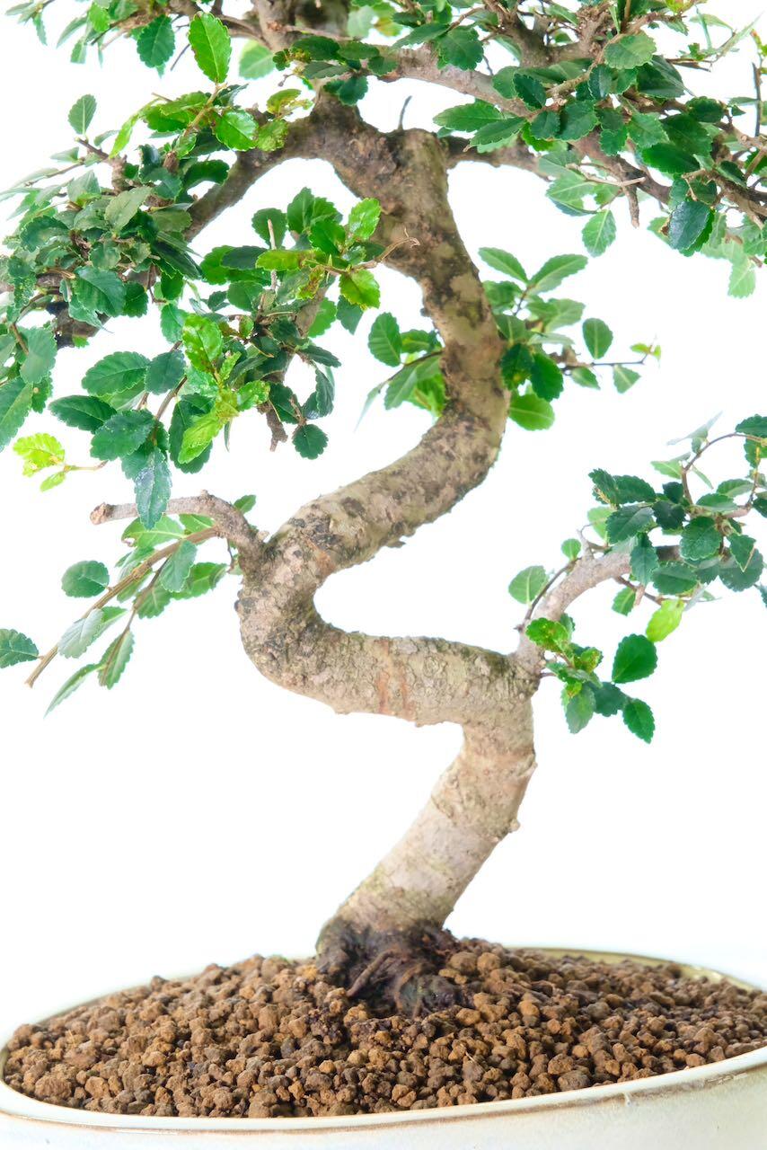 The zig zag trunk design this Chinese elm bonsai tree