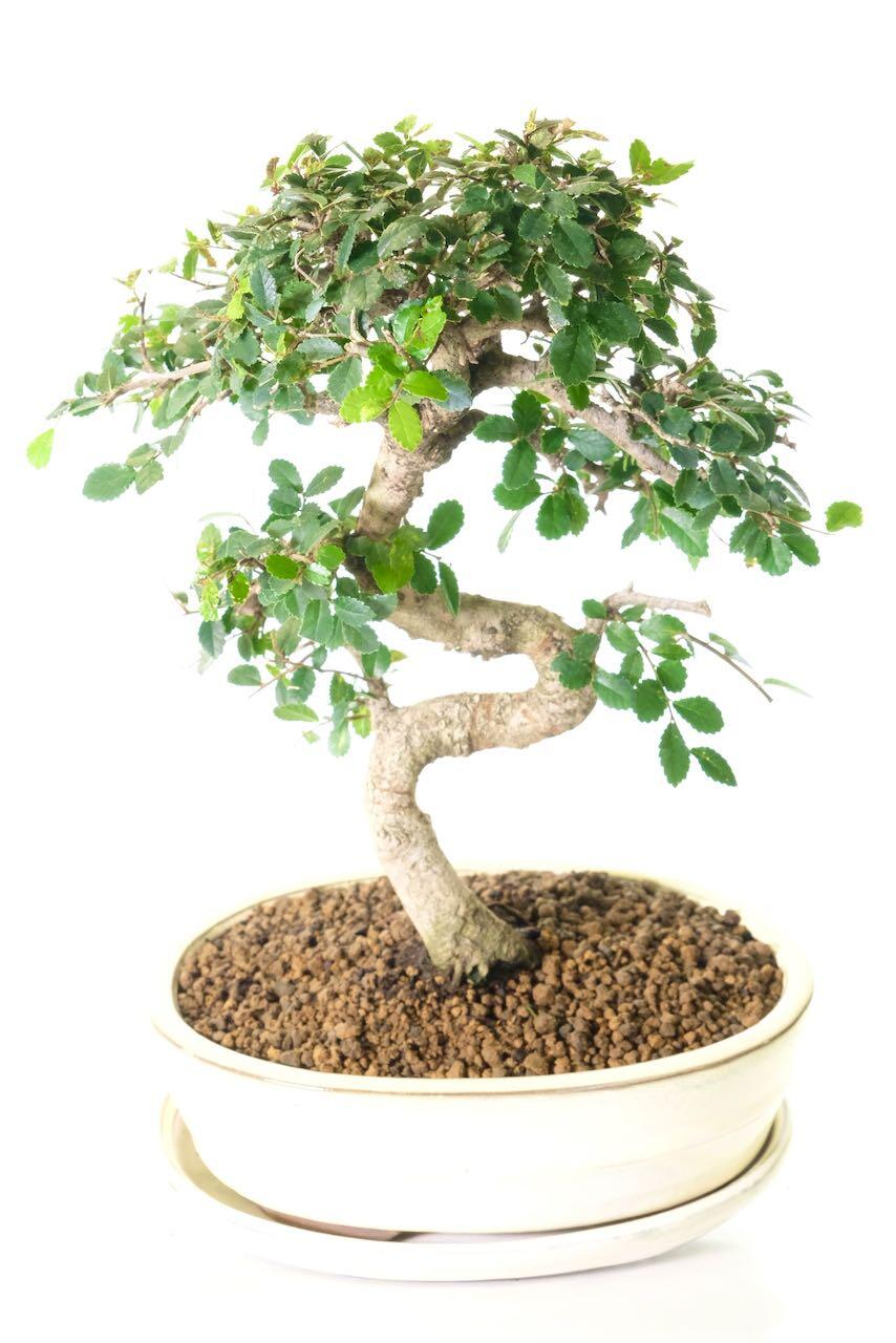 Character Chinese Elm Beginners Bonsai
