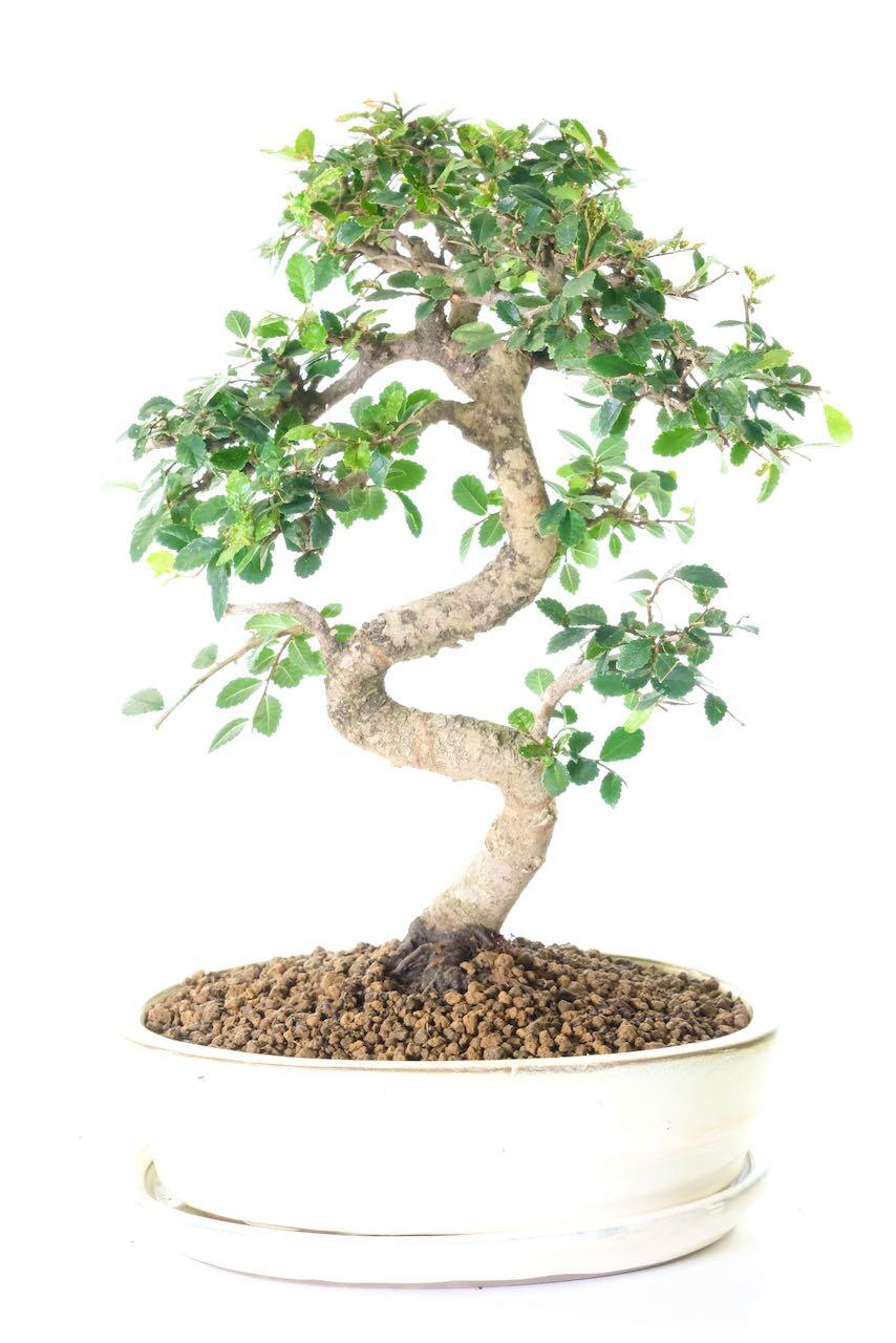 Graceful Indoor Chinese Elm Bonsai with Beautiful Twisty Trunk
