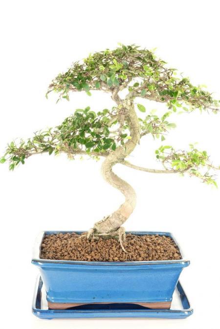 Exquisite Chinese Elm Bonsai - A Commanding Bonsai with Incredible Features