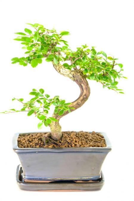 Spectacular Real Bonsai Tree | Unique Bonsai for Sale with Feature Shari