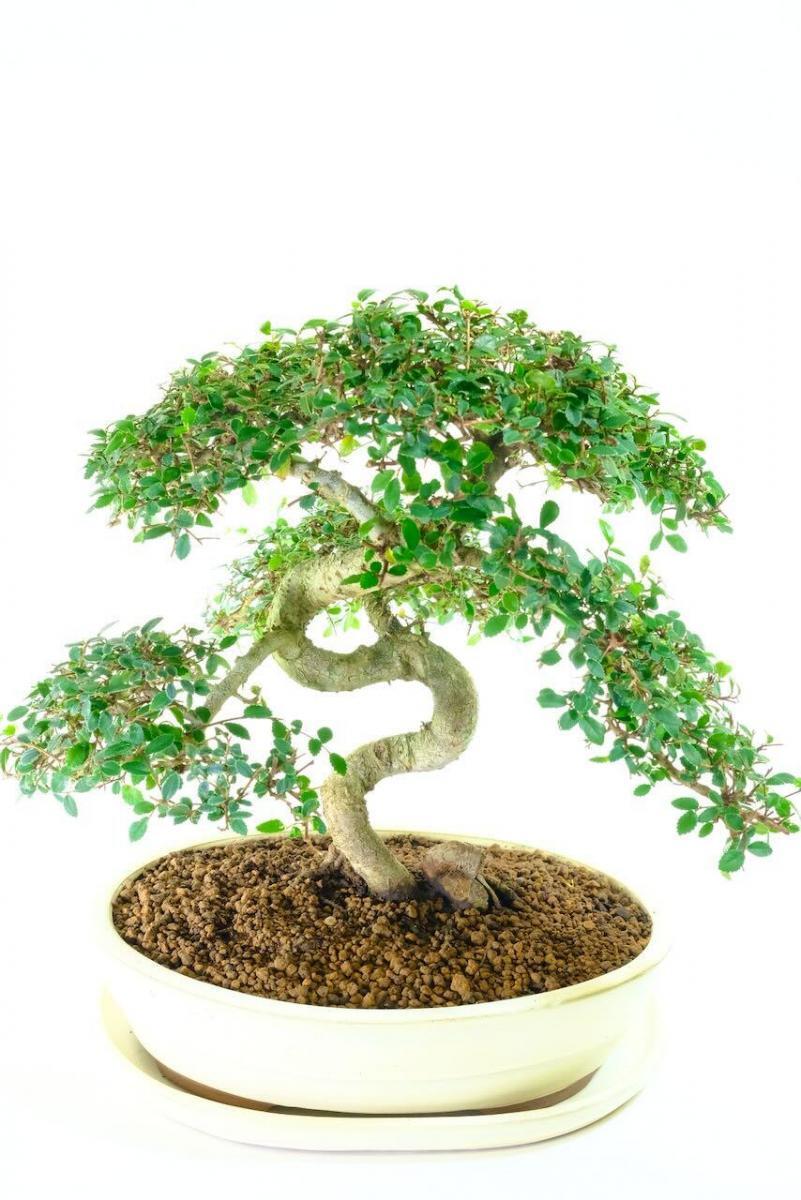 magnificent specimen Chines elm bonsai tree for sale