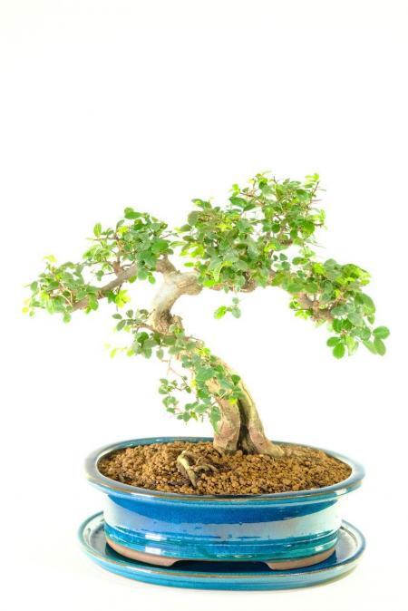 Incredible split trunk bonsai tree