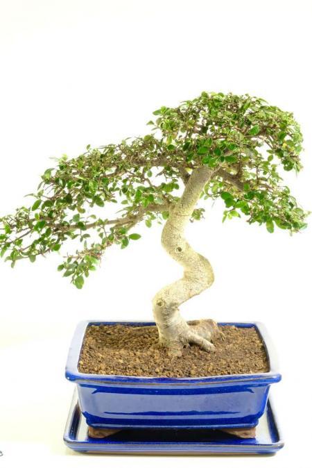 Powerful, Commanding, Impressive, Easy Care Chinese Elm Bonsai