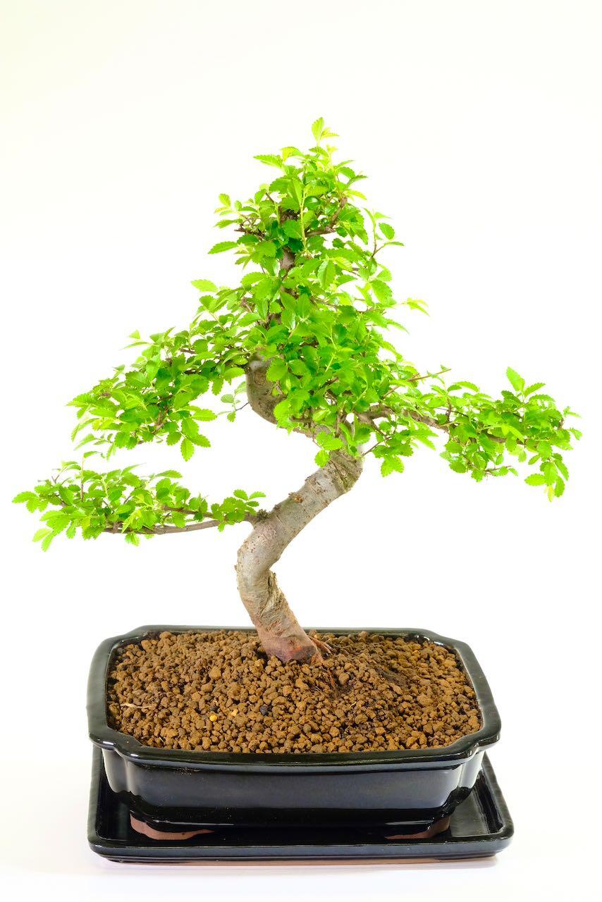 Premium quality pot and tray