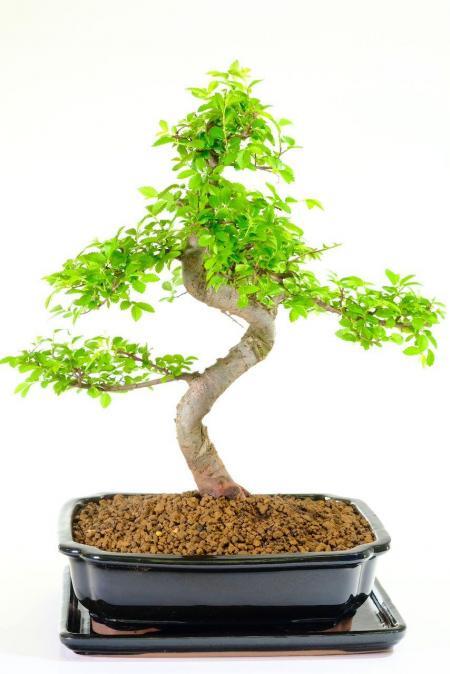 Stunning twisty Chinese Elm bonsai tree
