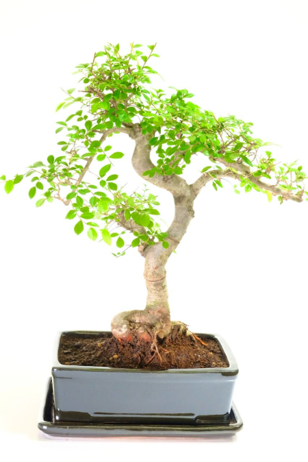 Strong Powerful 17 year old Chinese Elm | Brand New Black Pot