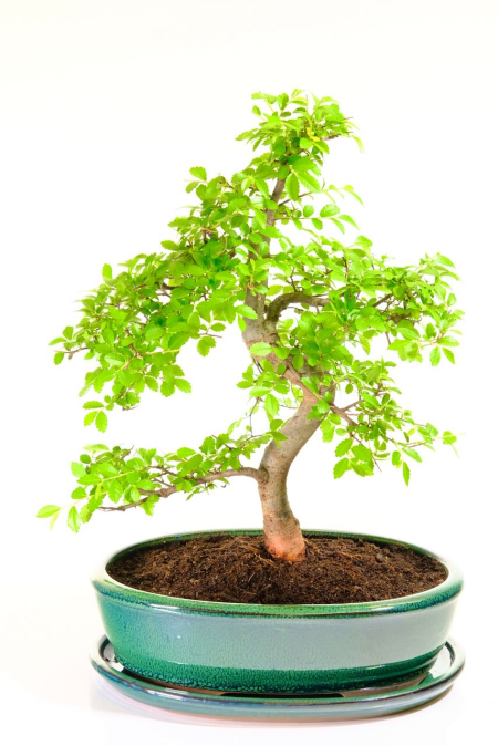 Twisty and elegant Chinese Elm bonsai tree