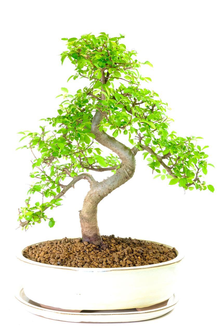 Incredible twisty Ulmus bonsai
