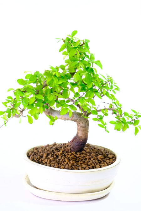 Charming Chinese Elm Bonsai with Serpentine Twist & Fresh Lime-Green Foliage