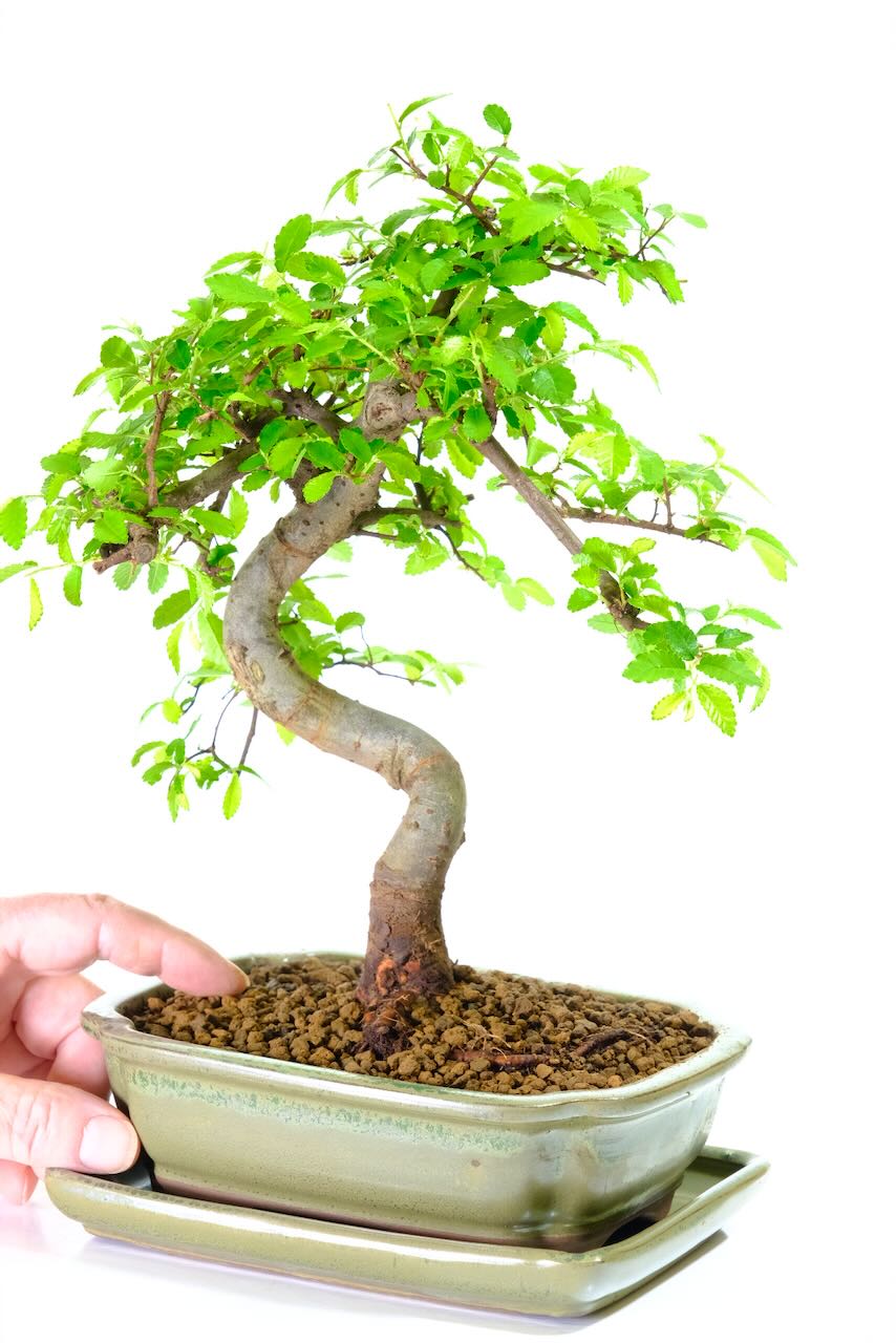 Chinese Elm bonsai in quality pot | individually photographed