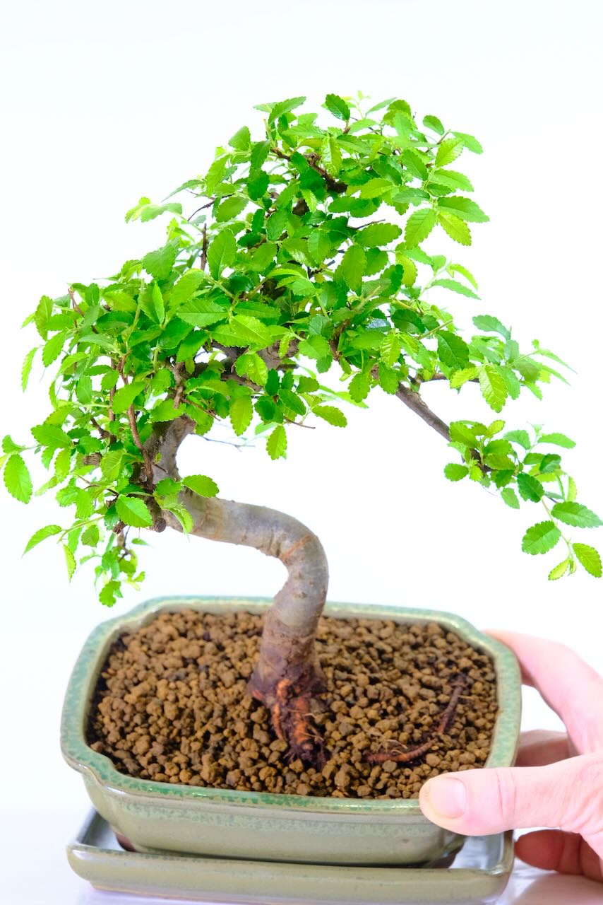 Elegant Chinese Elm Bonsai with Beautiful Twisty Trunk & Lush New-Season Canopy
