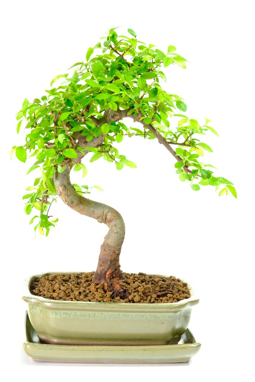 Graceful Chinese Elm Bonsai with Fresh New Growth