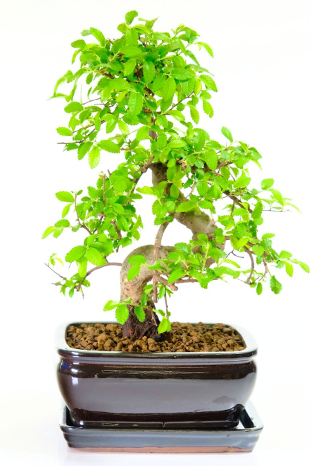 Dwarf & Powerful Chinese Elm Bonsai in Buddha Belly Black Pot