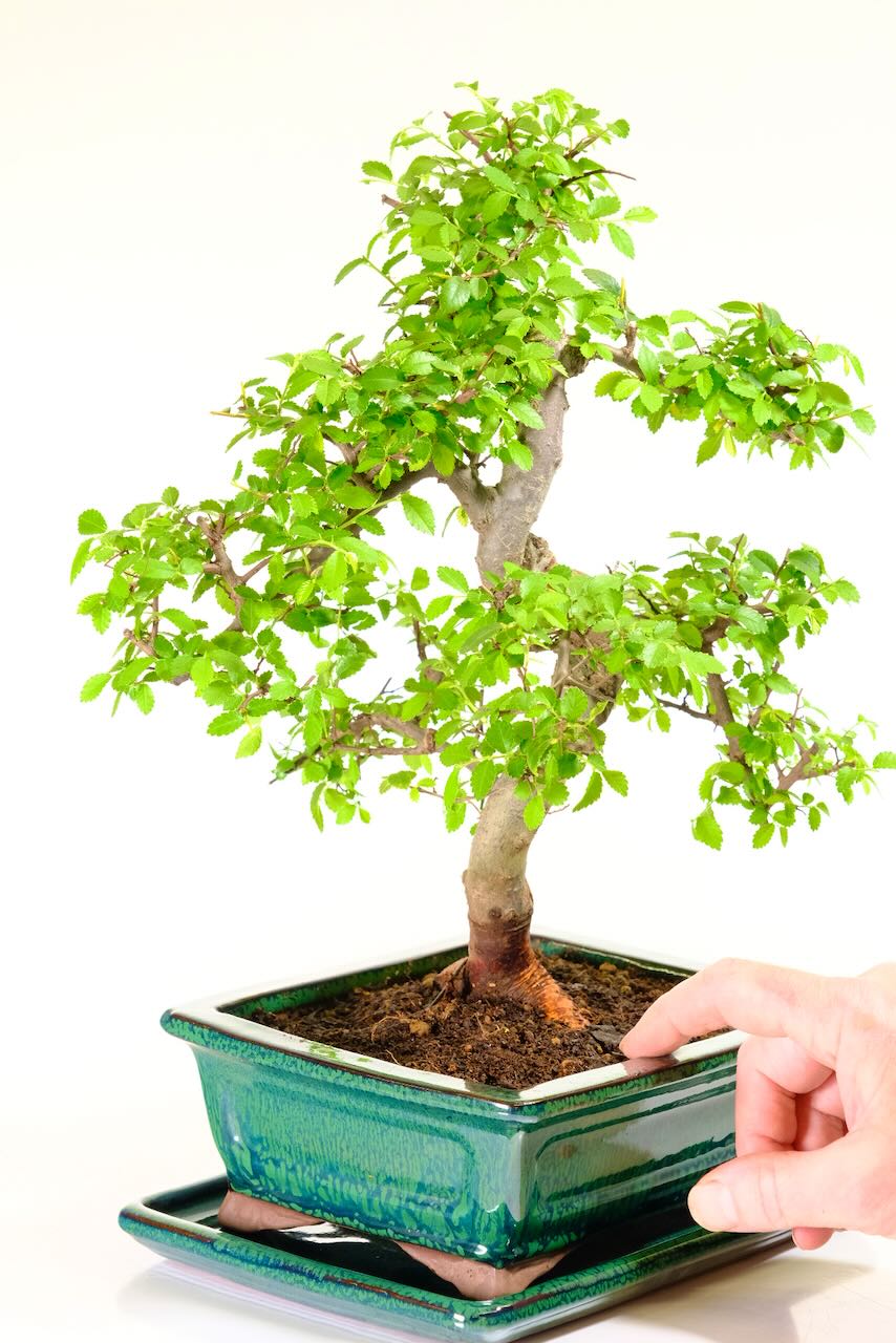 Ulmus parvifolia premium door bonsai for sale