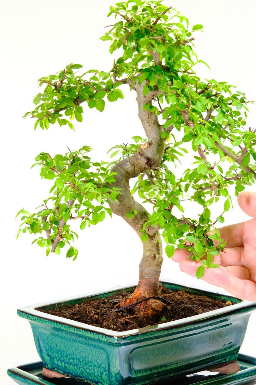 Premium Mature Chinese Elm Bonsai Tree – Chunky, Powerful & Artistically Styled - 16 years old