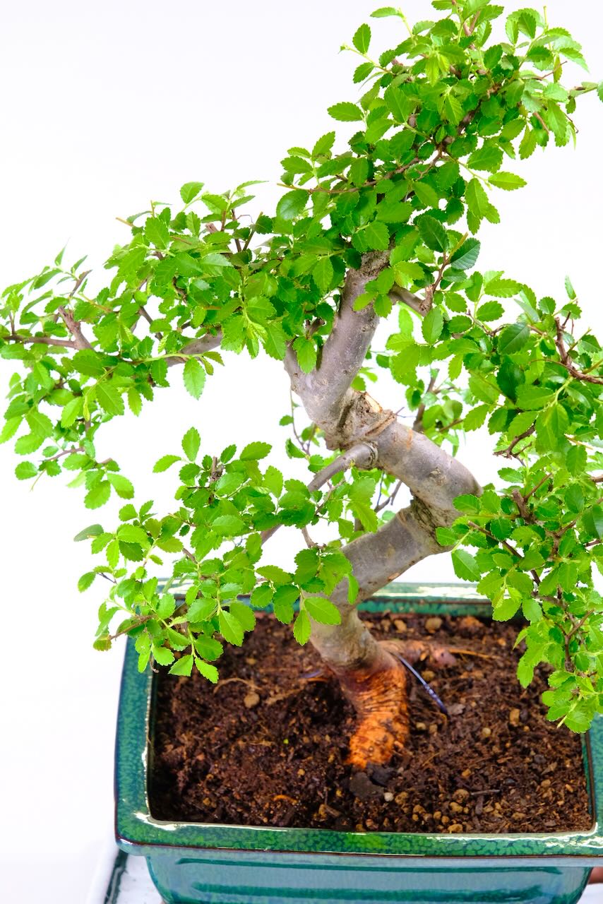 Premium Mature Chinese Elm Bonsai Tree – Chunky, Powerful & Artistically Styled - 16 years old