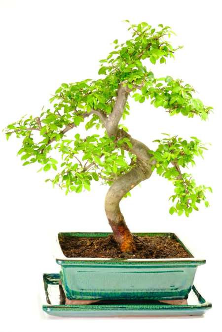 Mature Chinese Elm Bonsai – Powerful Trunk Flow & Artistic Downward Branching