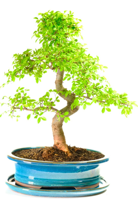 Incredible Chinese Elm Bonsai Tree | Neat, Commanding Presence & Impressive Stature - Top Quality Bonsai