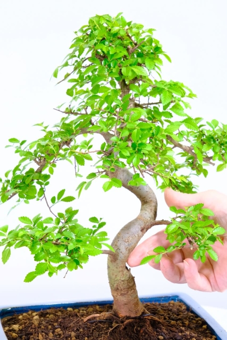 Premium 18-Year Beginners Elm Bonsai – Exemplary Trunk Flow & Three-Dimensional Design