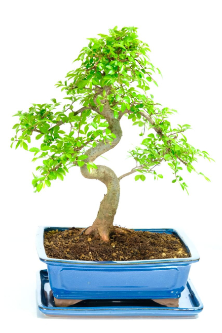 18-Year Beginners Elm Bonsai in Denim Blue Pot – Strong Trunk & Root Flare