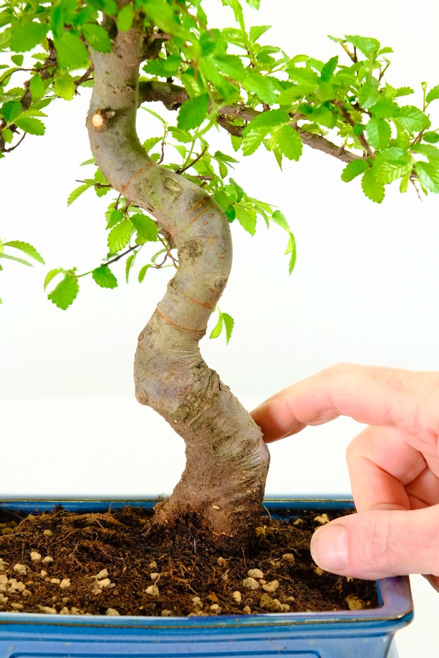Premium 12-Year Chinese Elm Bonsai – Strong, Powerful & Simplistic Literati Bonsai Style