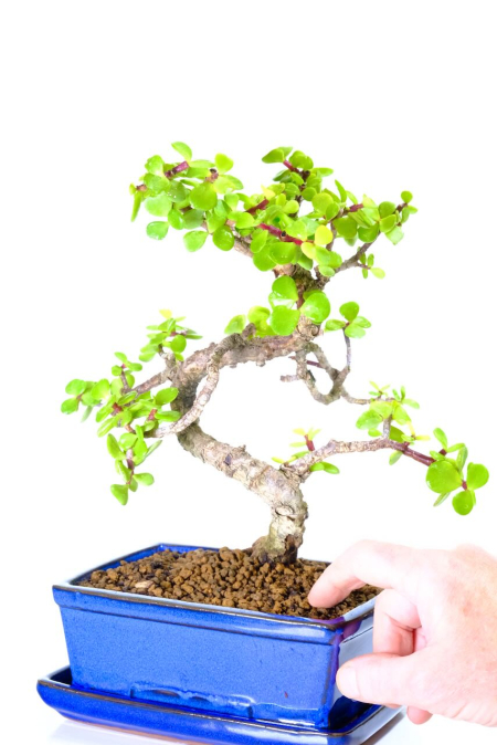 Graceful Jade Money Tree with Fantastic Trunk Shape - Easy Beginners Bonsai - Symbolises Luck and Prosperity